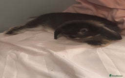 Mixed Breed rabbits for sale: Rabbit - Image 1