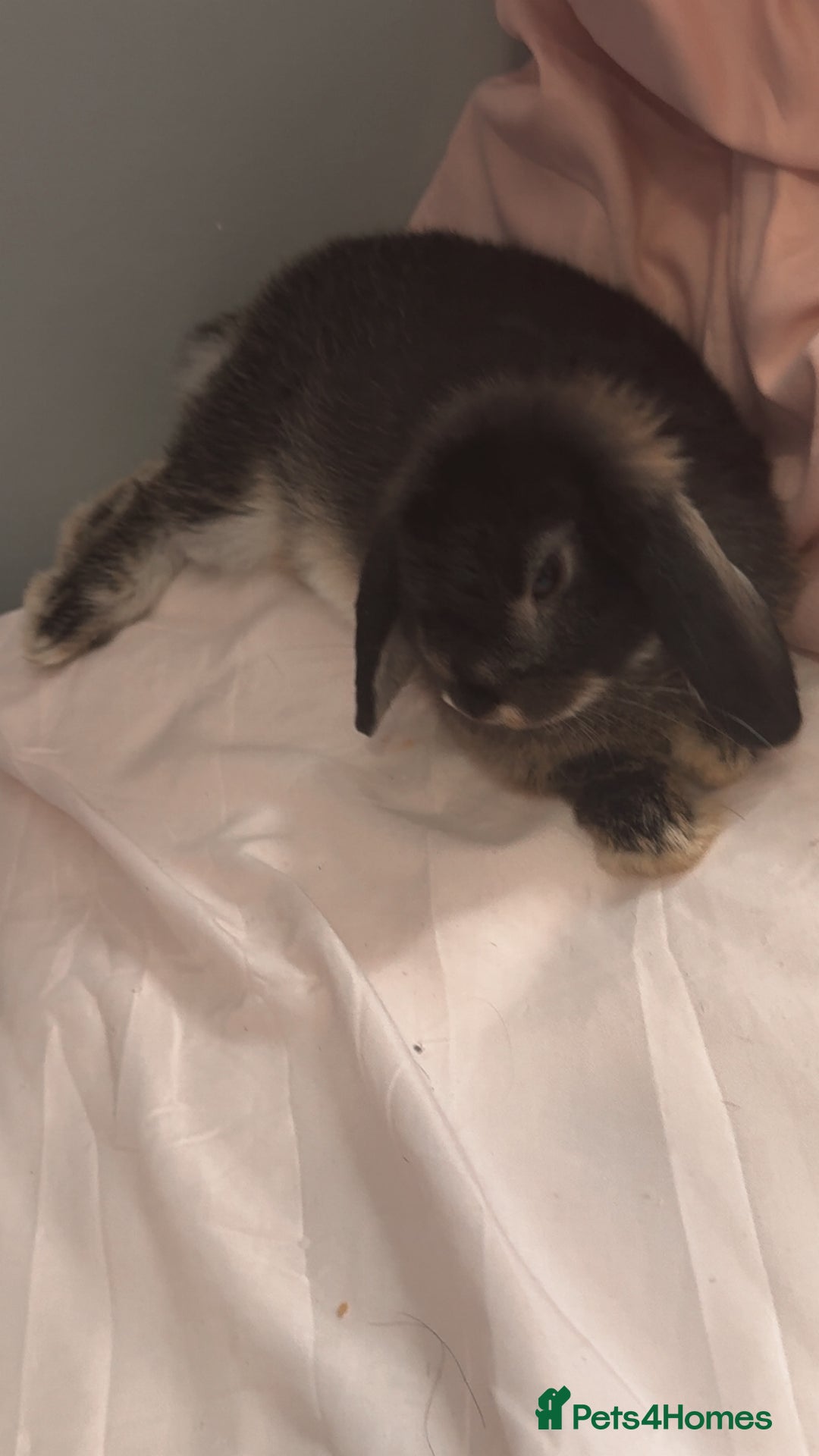 Mixed Breed rabbits for sale: Rabbit - Image 1