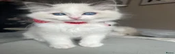 Ragdoll cats for sale: Registered Ragdoll kittens for sale - Advert 4