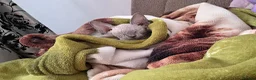 Sphynx cats for sale: Sphynx kitten to rehome - Advert 3