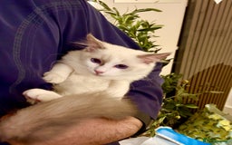 Ragdoll cats for sale: ✨🐾 Beautiful Ragdoll Kittens ✨🐾 - Image 6