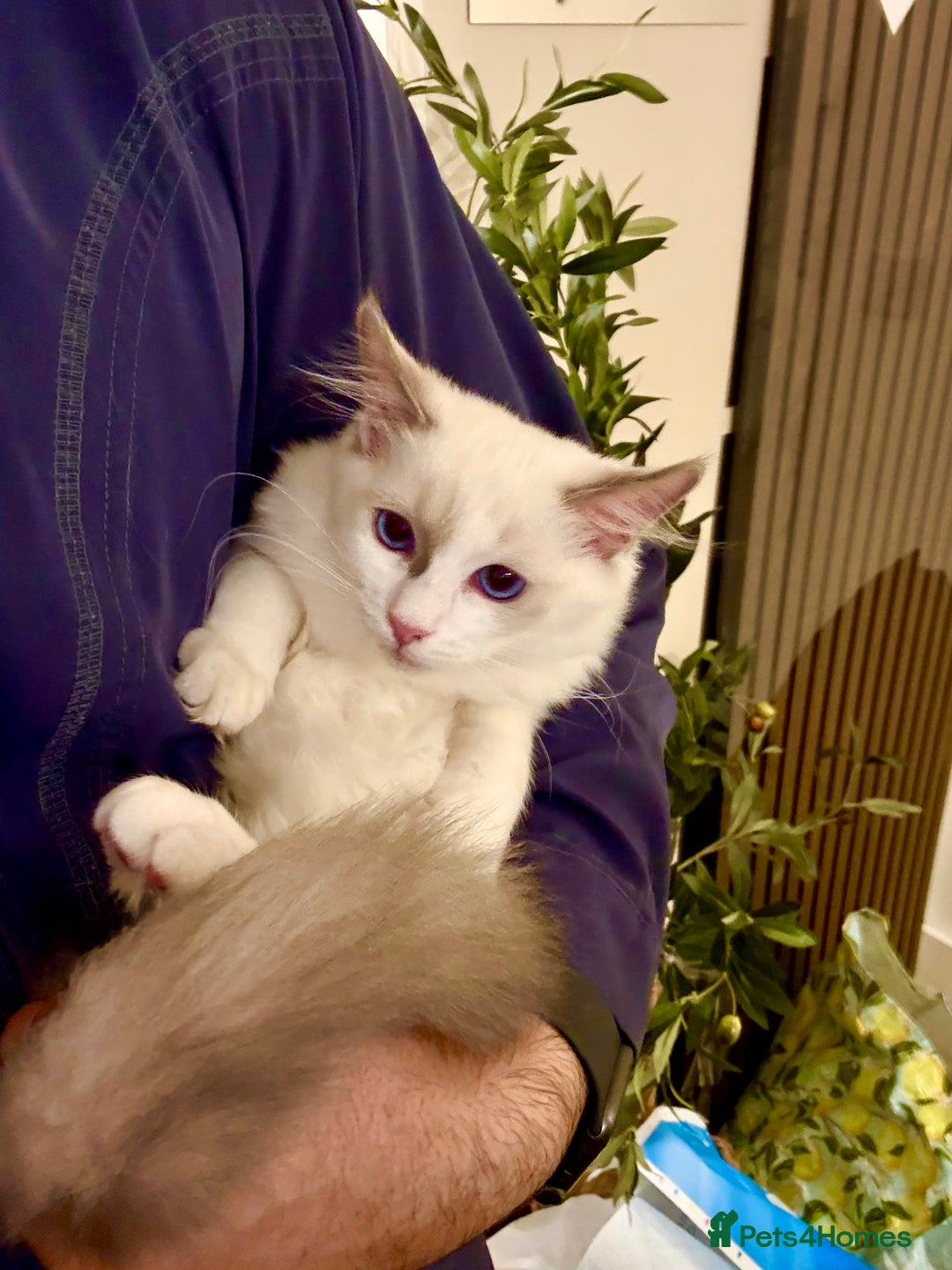 Ragdoll cats for sale: ✨🐾 Beautiful Ragdoll Kittens ✨🐾 - Image 6