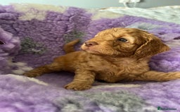 Cockapoo dogs for sale: F2B Cockapoo’s - Image 2