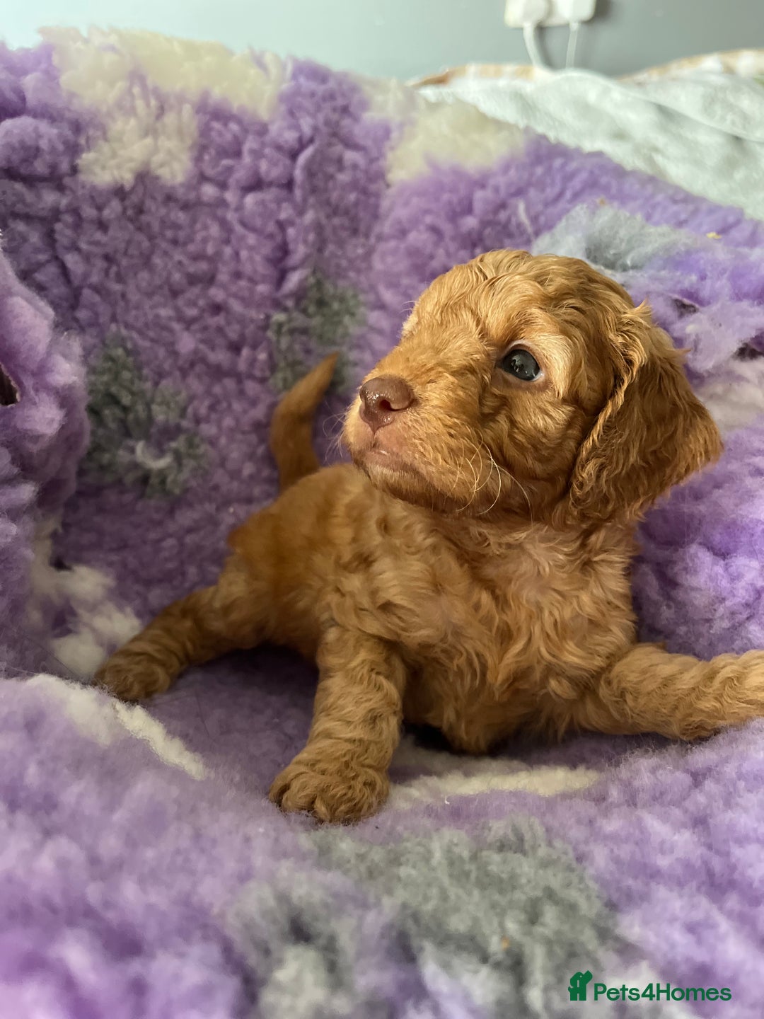 Cockapoo dogs for sale: F2B Cockapoo’s - Image 2