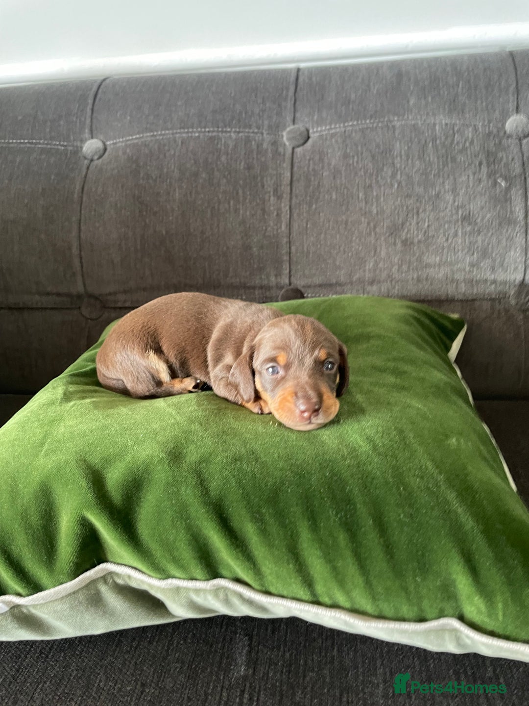 Miniature Dachshund dogs for sale: Miniature dachshund - Image 11