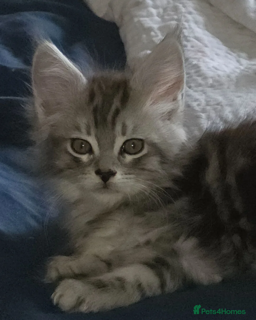 Maine Coon cats for sale: Maine Coon Kittens for Sale - Advert 1