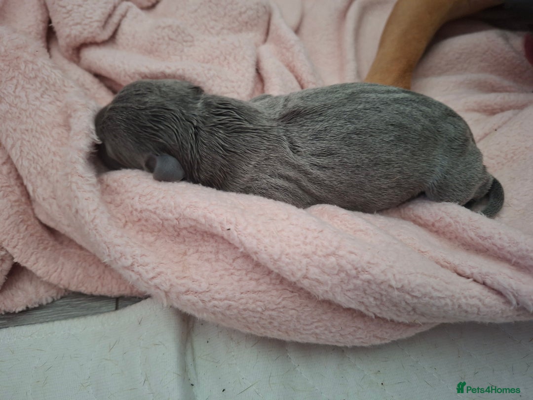 Staffordshire Bull Terrier dogs for sale: Staffy pups ready 26th august 2 brindle 3 blue - Image 12