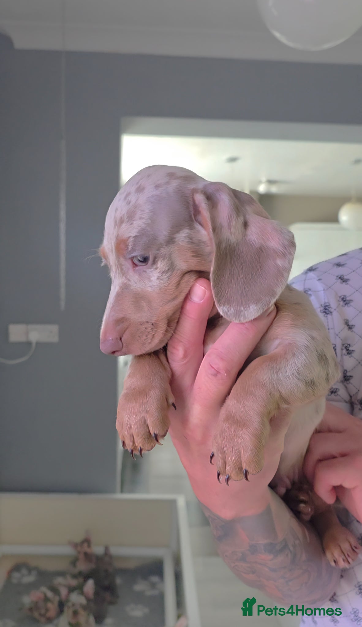 Miniature Dachshund dogs 🩵 Beautiful Minature Dachshunds 🩵 Ready today 🩵 - Advert 1
