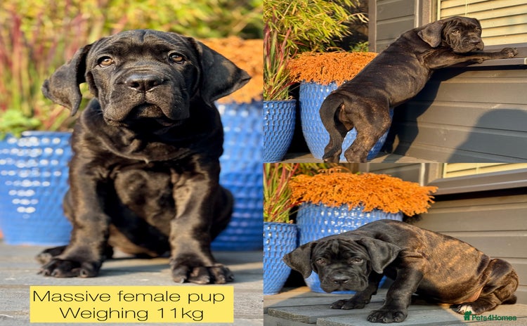 Mixed Breed dogs - Advert 3