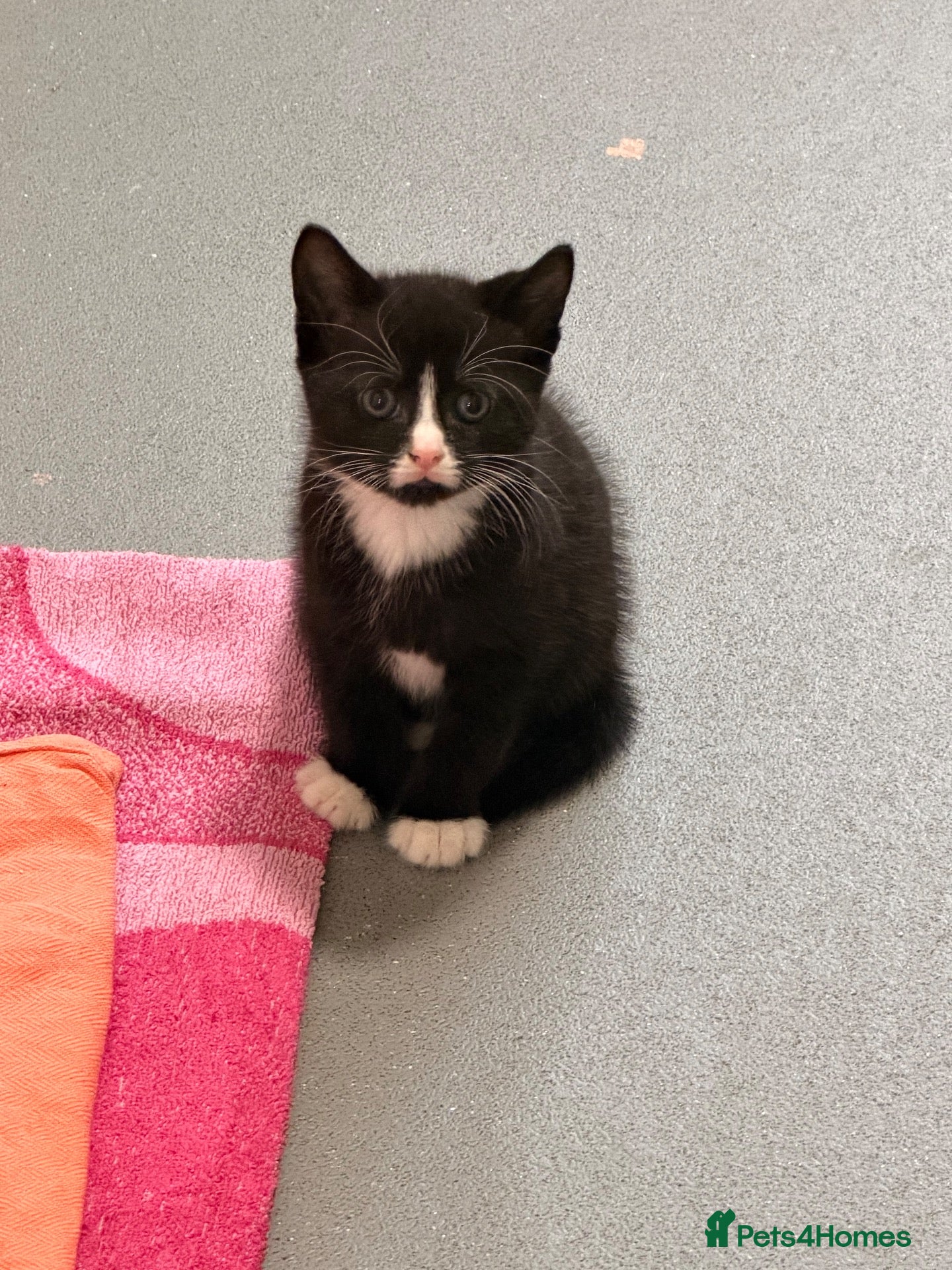 Mixed Breed cats for sale: Microchipped - 2 remaining  - Advert 19