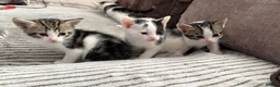 Mixed Breed cats for sale: Mixed white and tabbby kittens  - Advert 3