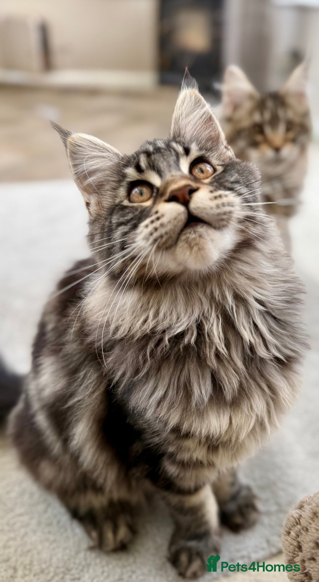 Maine Coon cats for sale: Outstanding pedigree kittens ACTIVE - Advert 10