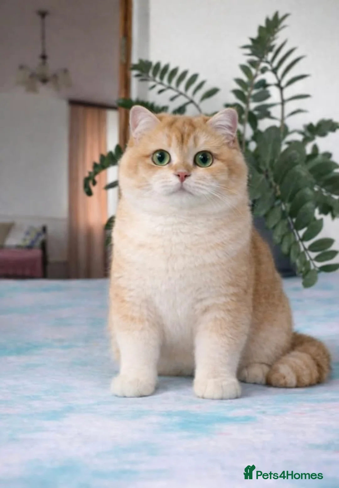 British Shorthair cats for stud: Exceptional NY12 BRI Black Golden Shell - Advert 17
