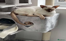 Siamese cats for stud: 🍫PROVEN CHOC POINT SIAMESE STUD🍫 - Image 5