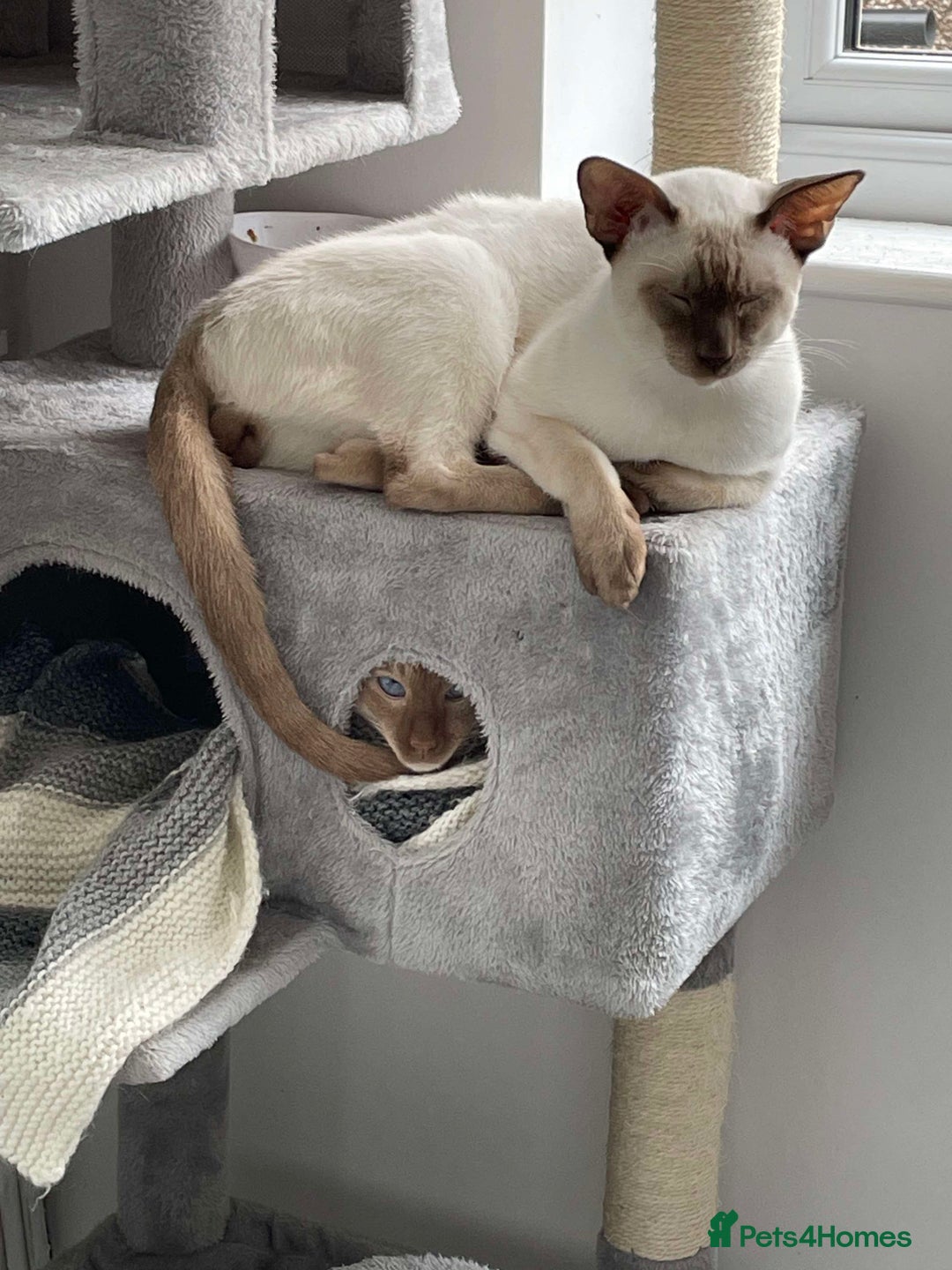 Siamese cats for stud: 🍫PROVEN CHOC POINT SIAMESE STUD🍫 - Image 5