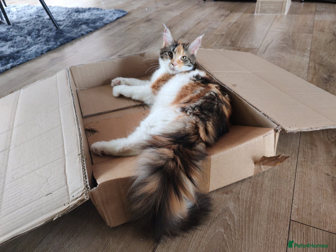Maine Coon cats for sale: Last female ❤️ - Image 1