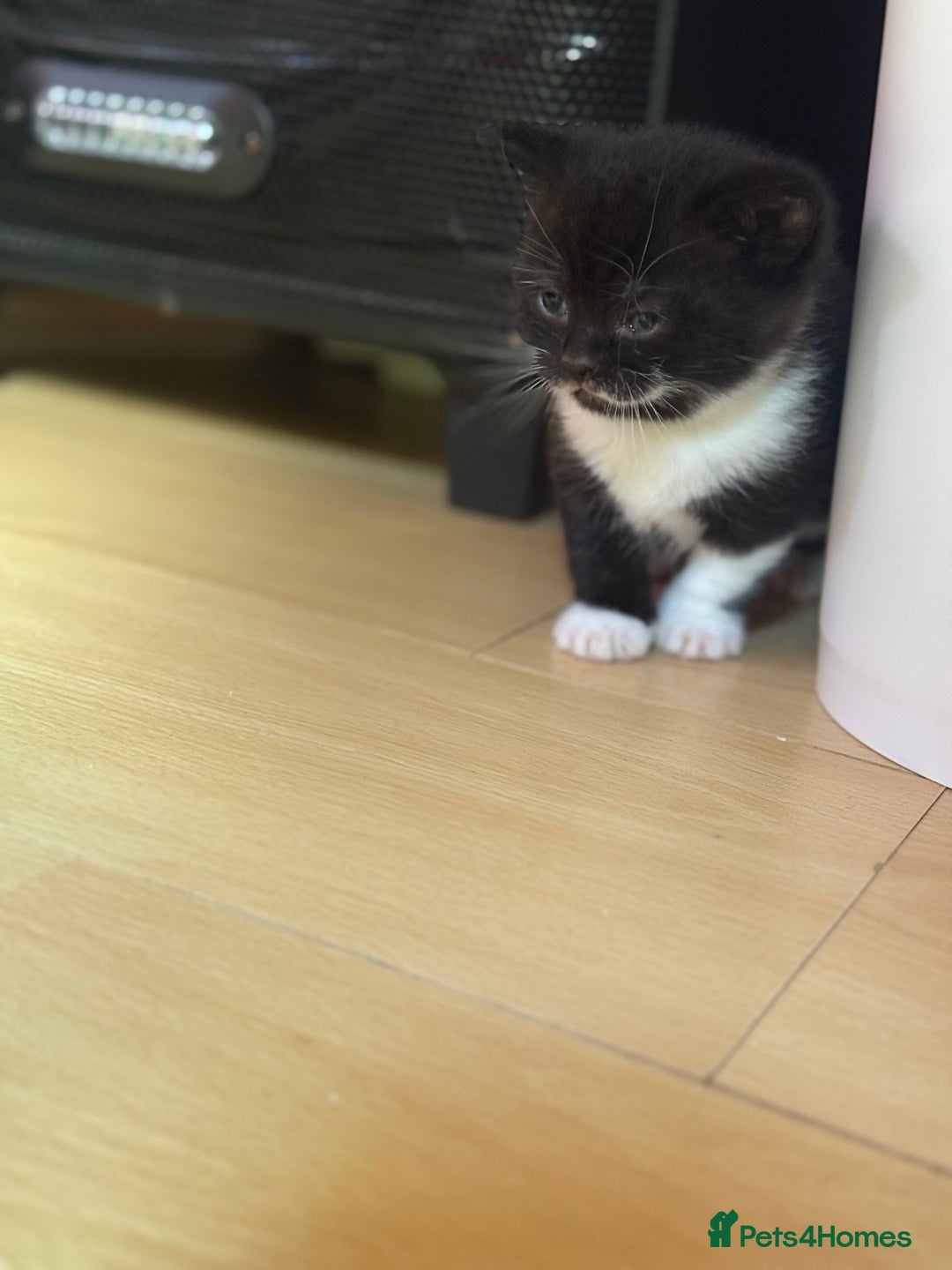 Brazilian Shorthair cats for sale: Kitten 🐈‍⬛  - Image 10