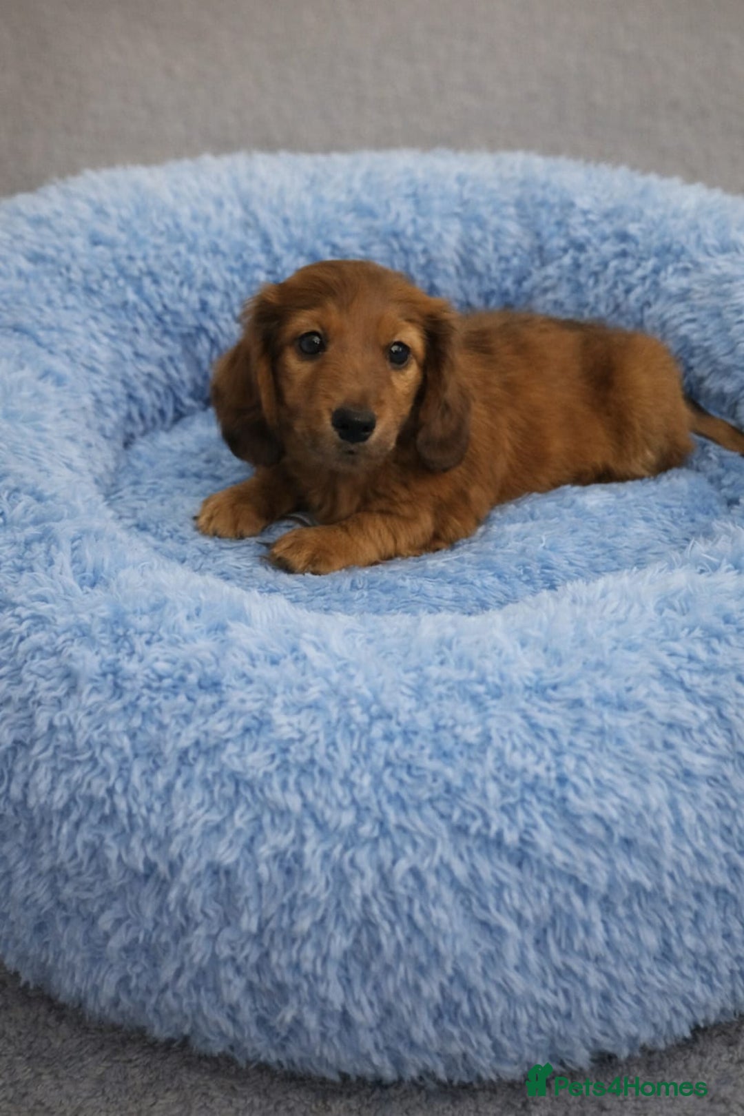 Miniature Dachshund dogs for sale: Miniature long haired daschunds  - Advert 2