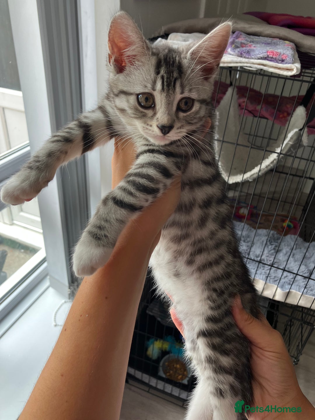 Russian Blue cats for sale: Silver tabby black tabby kittens  - Image 16