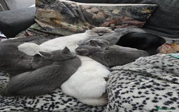 Mixed Breed cats for sale: Beautiful British Shorthair Cross  - Image 31