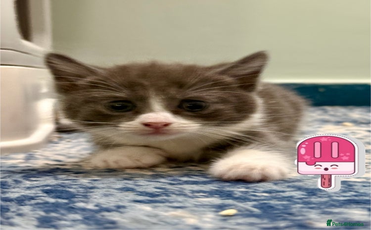 British Shorthair cats - Advert 16