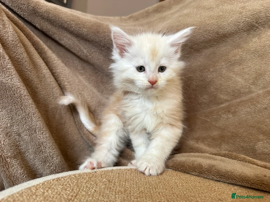 Maine Coon cats for sale: TICA Maine coon Kittens Smoke/Silver - Advert 2