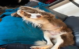 Border Collie dogs for sale: KC Registered Border Collie Puppies for sale - Image 11