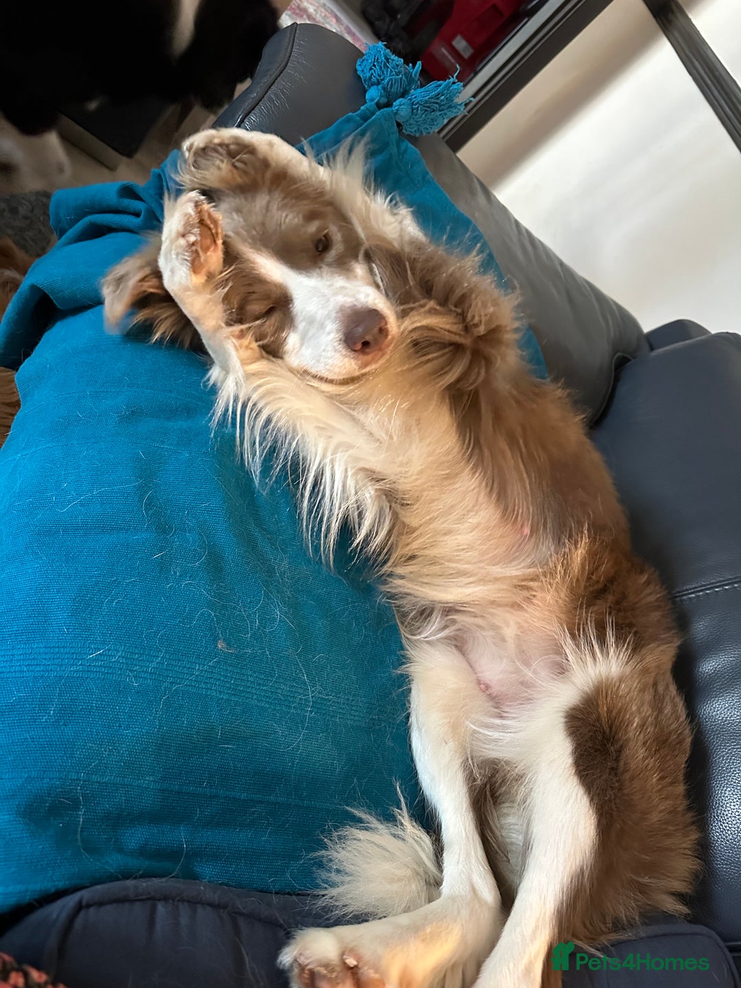 Border Collie dogs for sale: KC Registered Border Collie Puppies for sale - Image 11