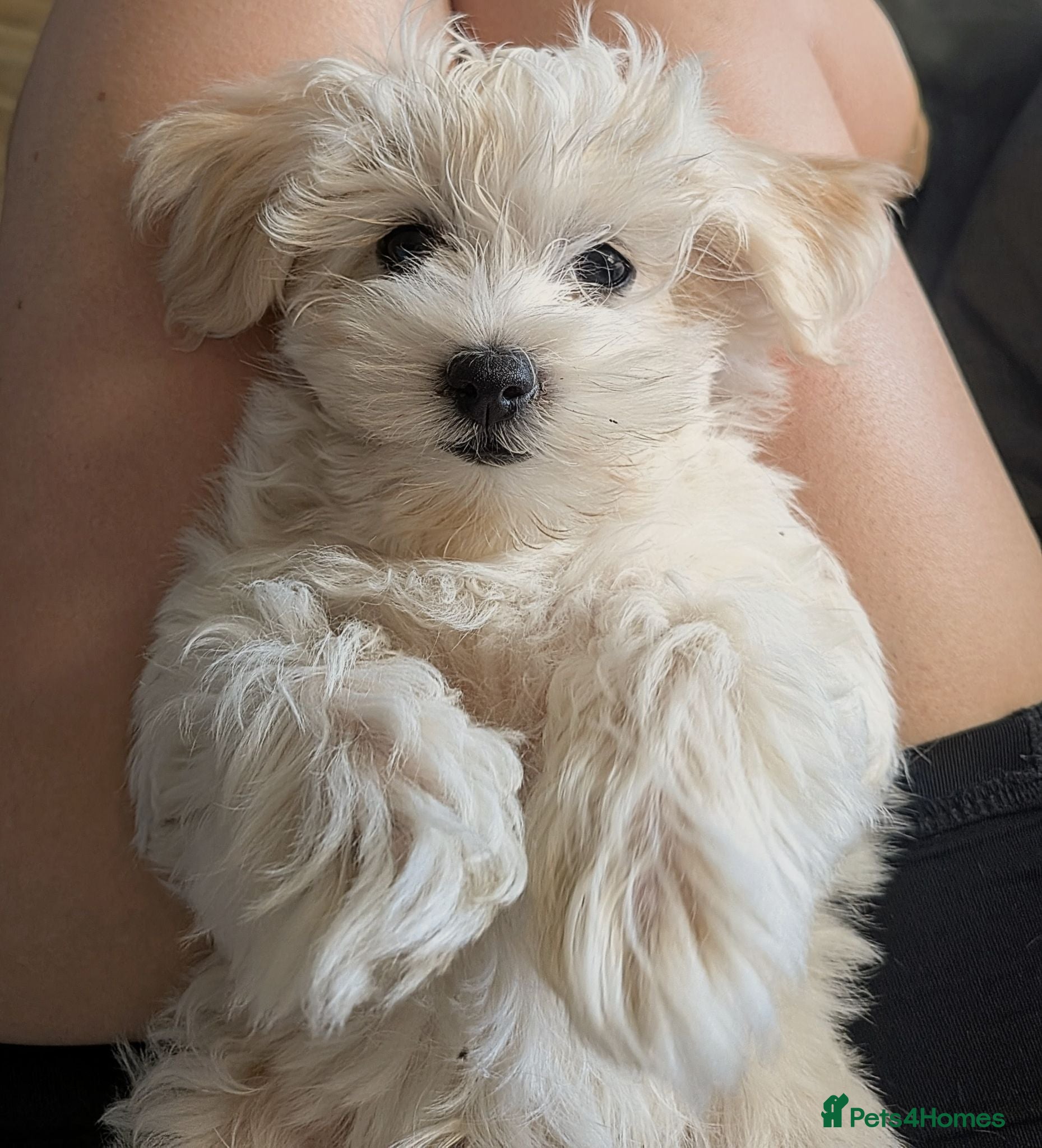 Maltipoo dogs Tiny Maltipoo,😍🐕🐕🥰 - Advert 3