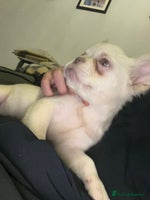 French Bulldog dogs 🐾 7 Fluffy Loving French Bulldogs 🐾🐶🩷 - Advert 6