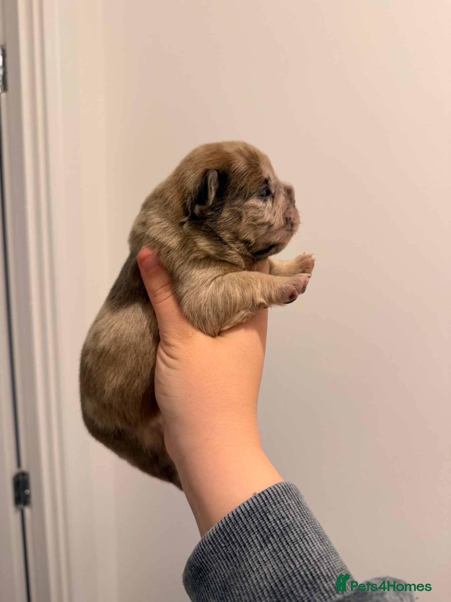 French Bulldog dogs Merle fluffy French bulldogs  - Advert 6