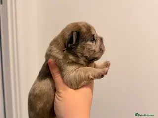 French Bulldog dogs Merle fluffy French bulldogs - Advert 6