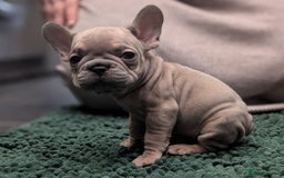 French Bulldog dogs for sale: French Bulldog puppies ready now ❤️ last 2 left - Image 8