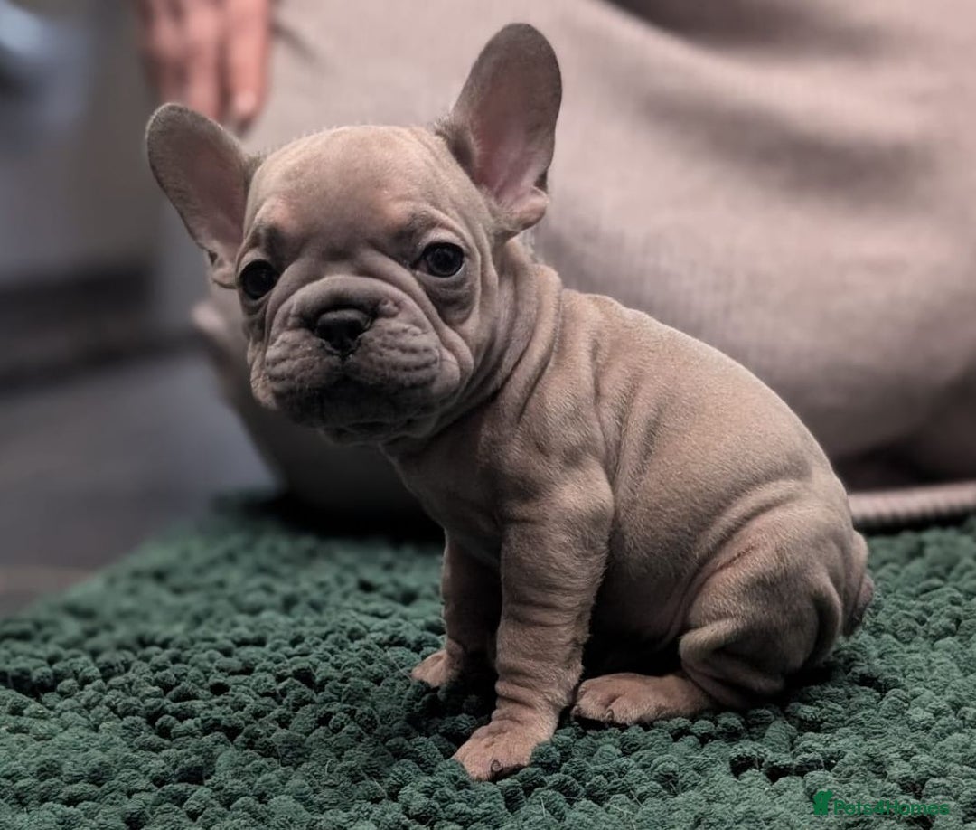 French Bulldog dogs for sale: French Bulldog puppies ready now ❤️ last 2 left - Image 8