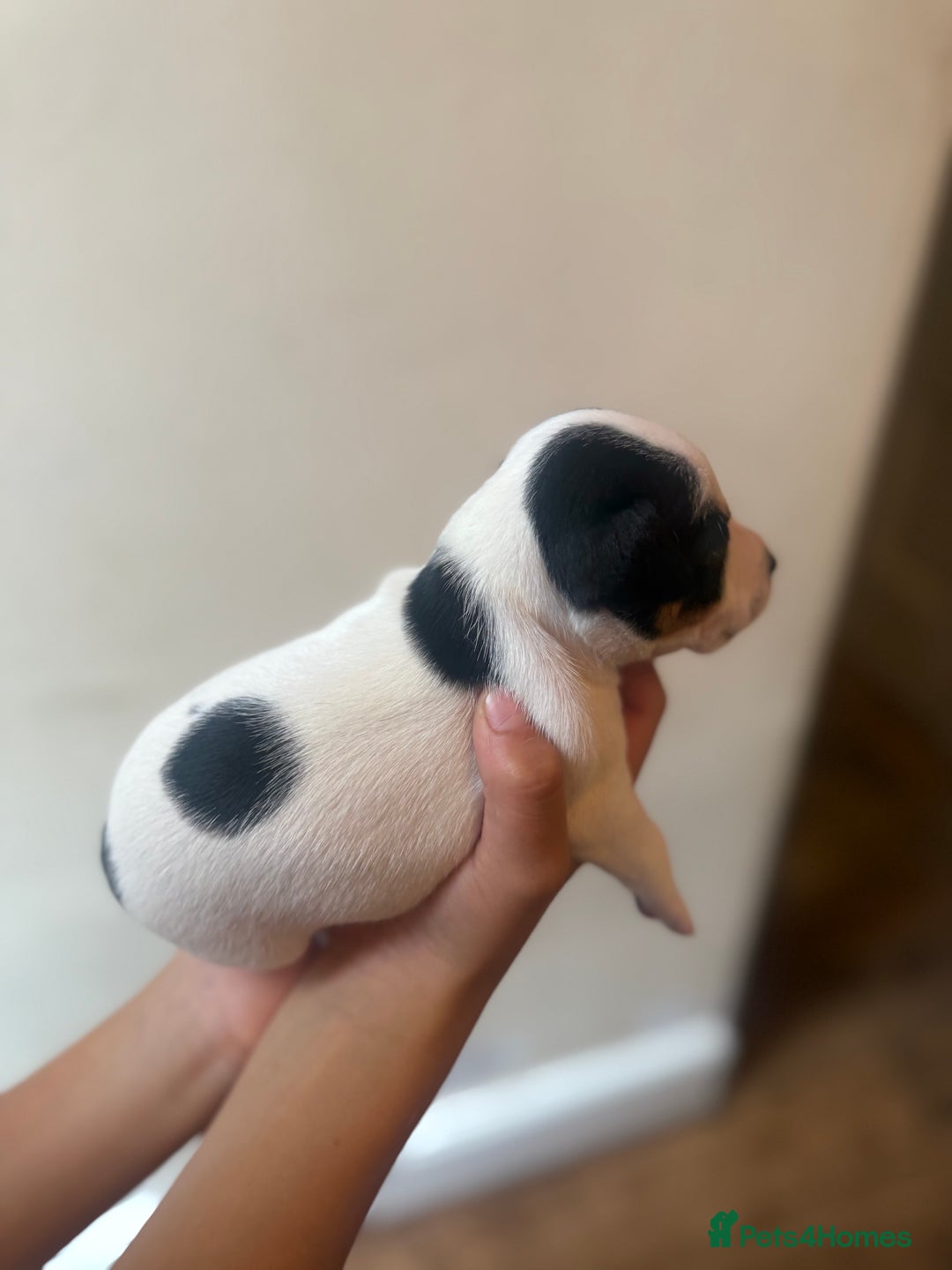 Jack Russell dogs for sale: Beautiful Jack Russell Litter - Image 22