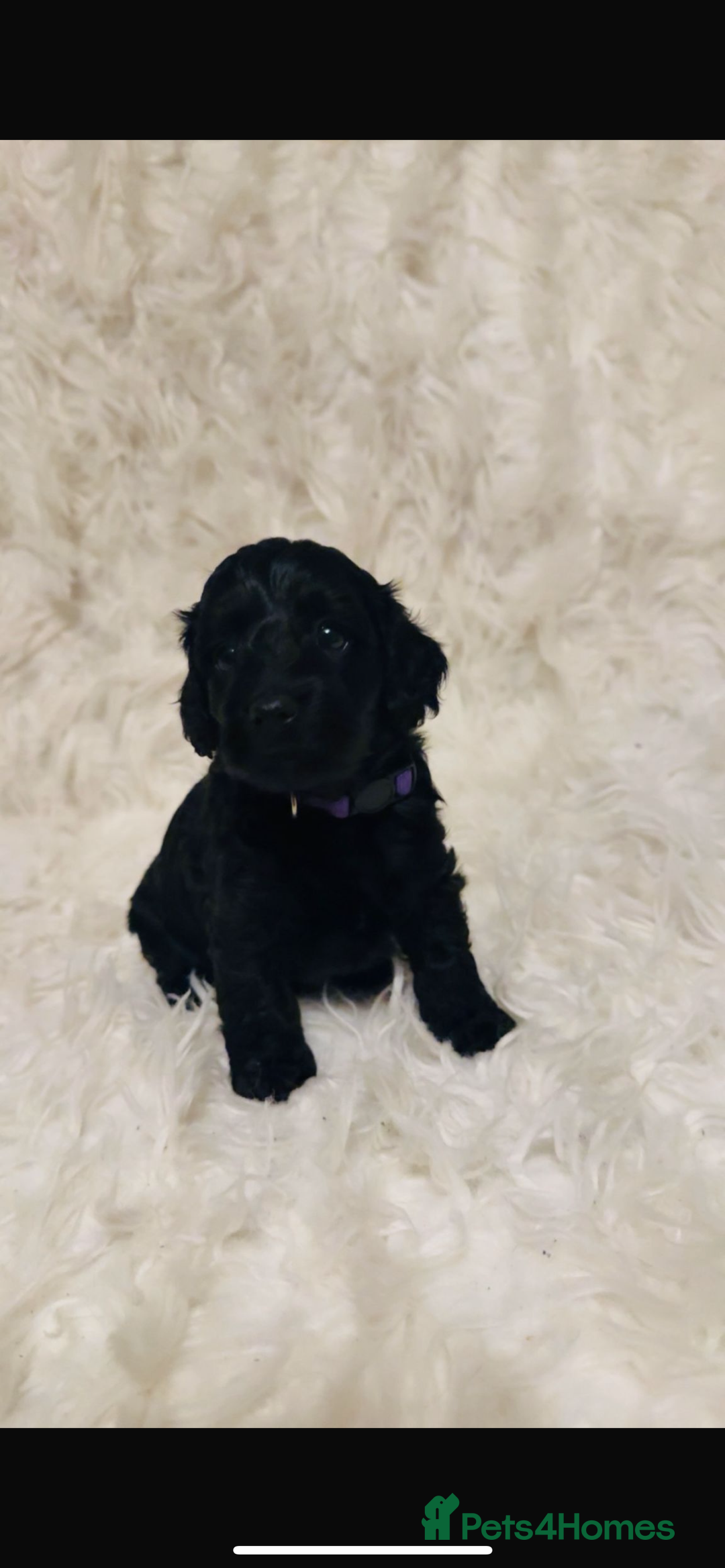 Cockapoo dogs for sale: Cockapoo - Image 3
