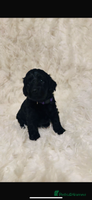 Cockapoo dogs - Advert 2