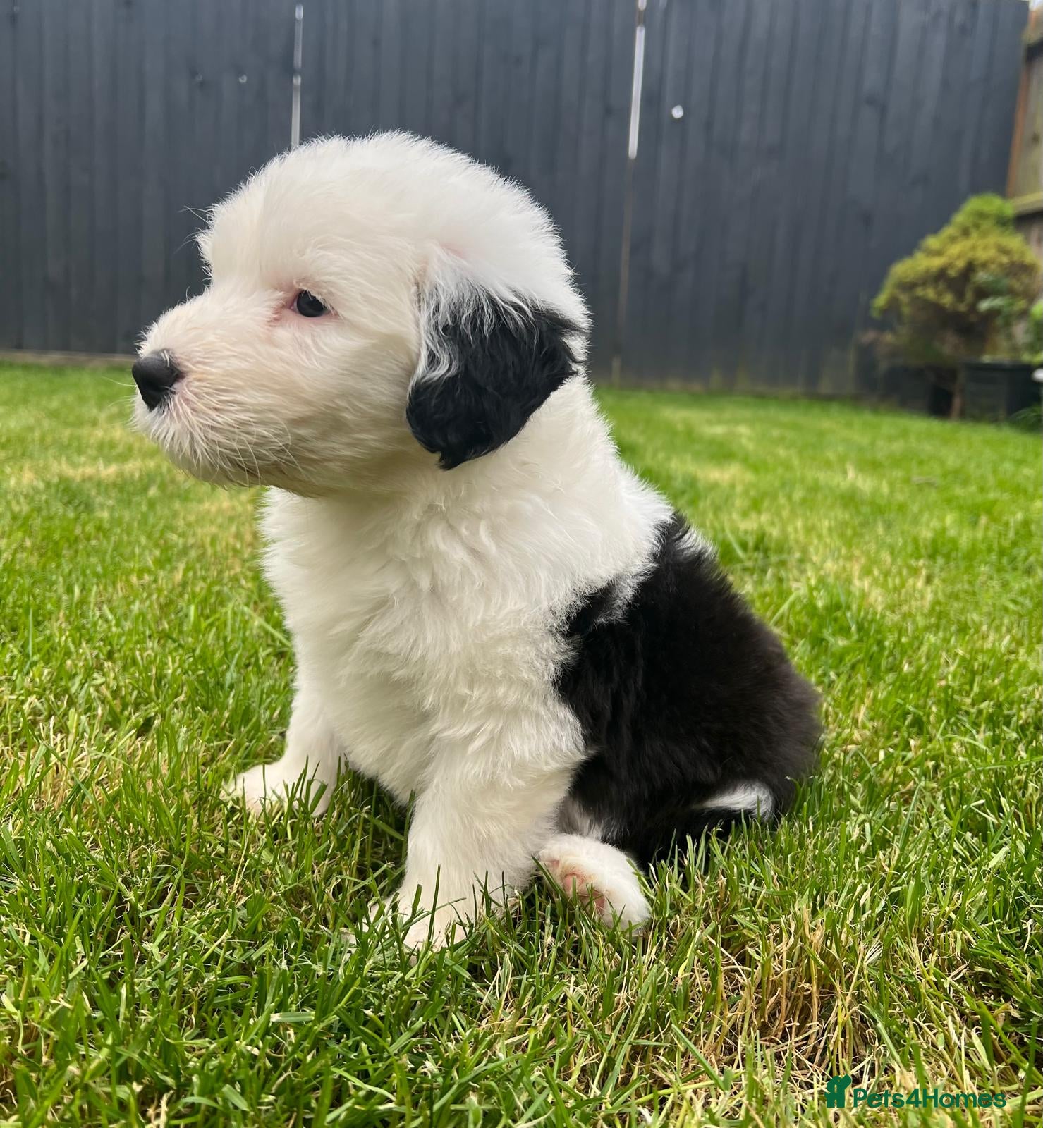 Old English Sheepdog dogs Old English Sheepdog Puppies  - Advert 2