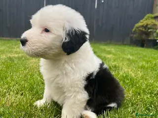 Old English Sheepdog dogs Blue Eyes Old English Sheepdog Puppies - Advert 1