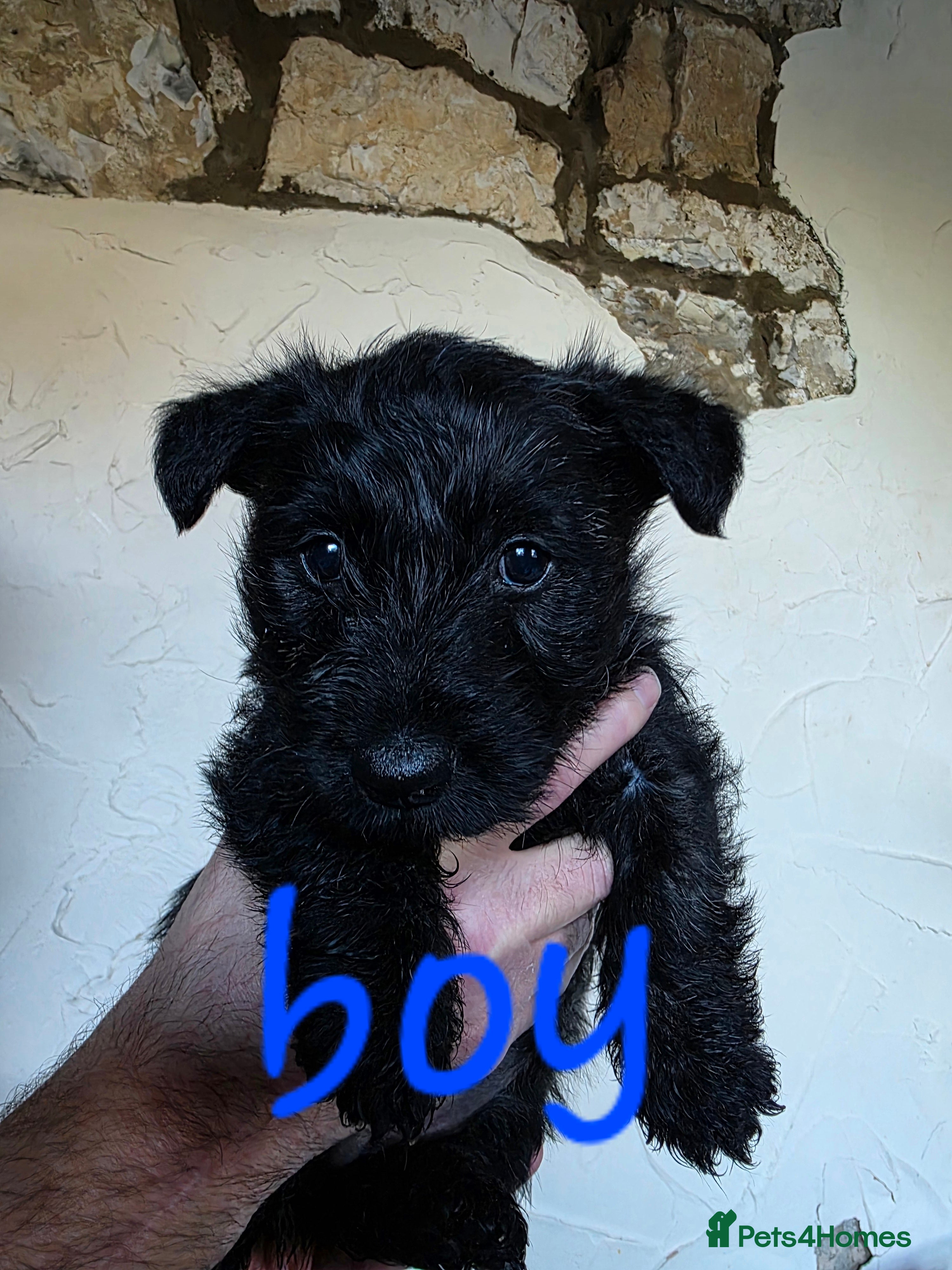 Mixed Breed dogs Scoland terriers  - Advert 9