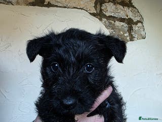 Mixed Breed dogs Scoland terriers - Advert 9