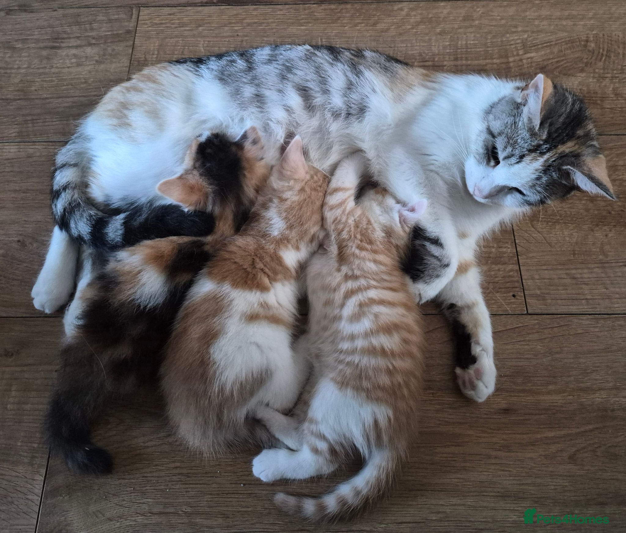 British Longhair cats Beautiful kittens - Advert 5