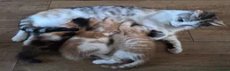 British Longhair cats for sale: Beautiful kittens - Advert 1