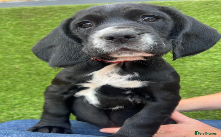 Mixed Breed dogs - Advert 15