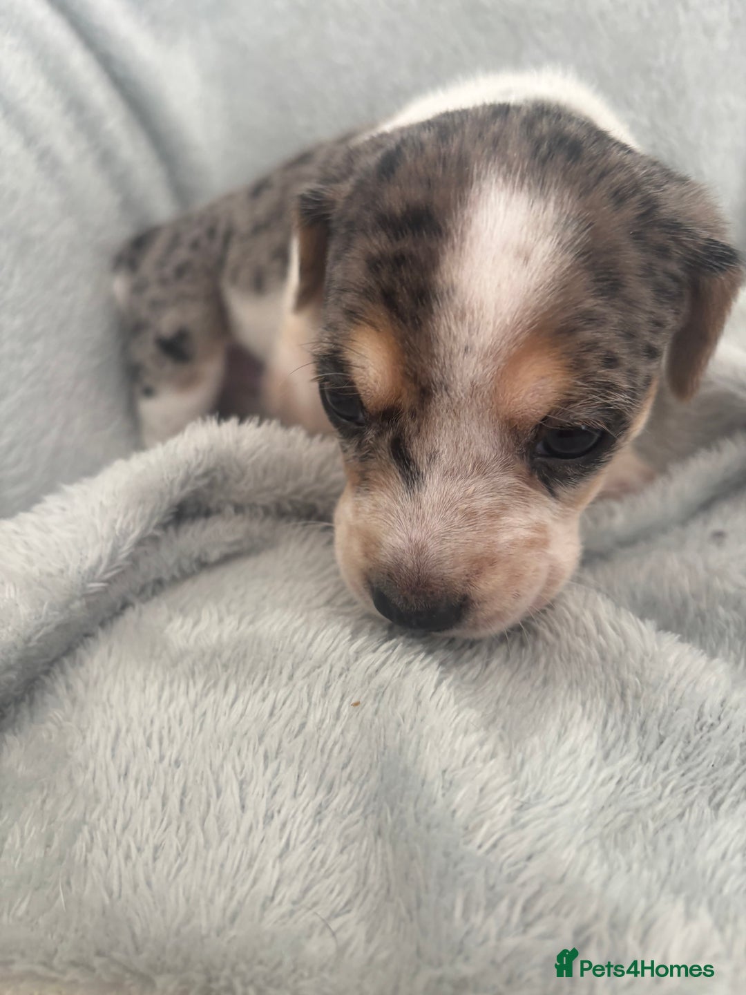 Mixed Breed dogs for sale: Unique mixed breed - Image 21