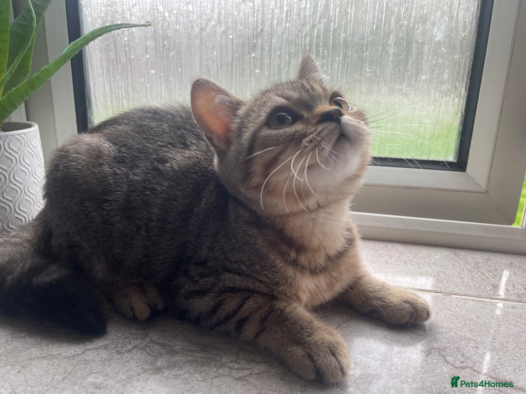 British Shorthair cats for sale: STUNNING British Shorthair Kittens Silver Tabbies - Image 15