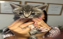 Mixed Breed cats for sale: 6 Of the cutest kittens ever !  - Image 16