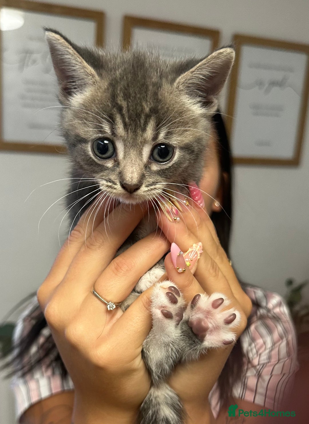 Mixed Breed cats for sale: 6 Of the cutest kittens ever !  - Image 16