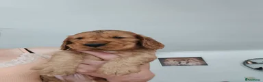 Green collar 
