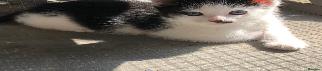 Domestic Shorthair Kitten 1